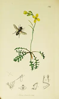 Cabbage: Curtis British Entomology Plate 529