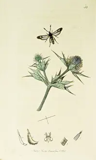 Belted: Curtis British Entomology Plate 53