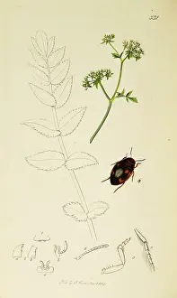 Ornamented: Curtis British Entomology Plate 531
