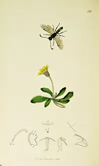 Hymenoptera: Curtis British Entomology Plate 532
