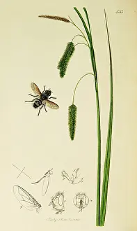 Pseudo: Curtis British Entomology Plate 533