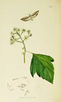 Pyrus: Curtis British Entomology Plate 535