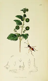 Nettle: Curtis British Entomology Plate 536