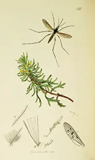 Mosquito: Curtis British Entomology Plate 537