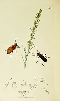 Rectum: Curtis British Entomology Plate 538