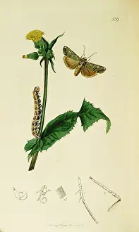 Thistle: Curtis British Entomology Plate 539