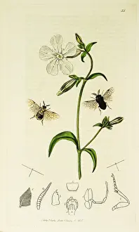 Dioica: Curtis British Entomology Plate 54