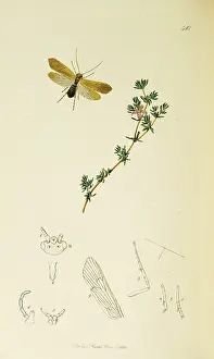 Yarmouth: Curtis British Entomology Plate 540