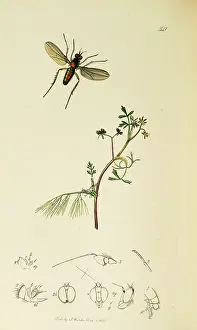 Bute: Curtis British Entomology Plate 541
