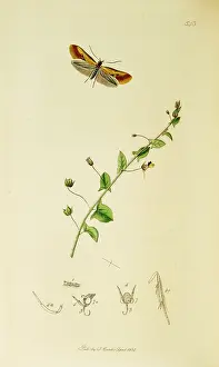 Tawny: Curtis British Entomology Plate 543