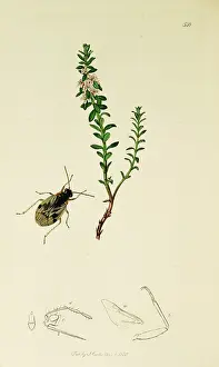 Maritima: Curtis British Entomology Plate 548