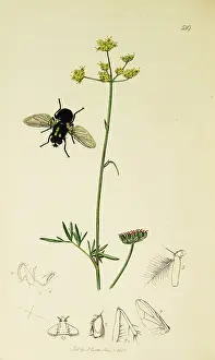 Wort: Curtis British Entomology Plate 549