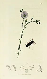 Linum: Curtis British Entomology Plate 55
