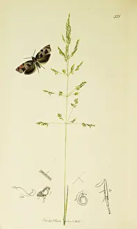 Include: Curtis British Entomology Plate 551