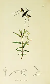 Hemiptera: Curtis British Entomology Plate 553