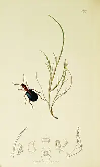 Bombardier: Curtis British Entomology Plate 554
