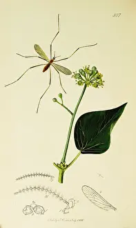 Legged: Curtis British Entomology Plate 557