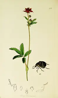Palustris: Curtis British Entomology Plate 558