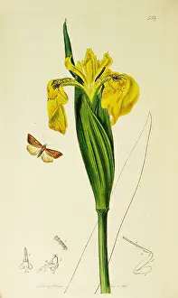 Iris: Curtis British Entomology Plate 559