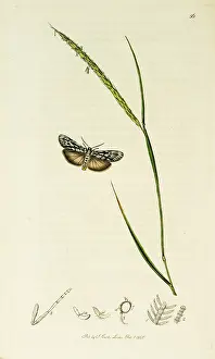 Footman: Curtis British Entomology Plate 56