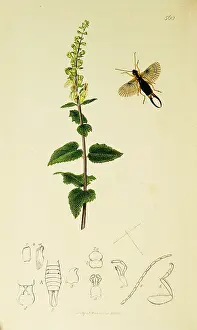 Sage: Curtis British Entomology Plate 560