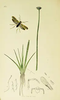 Jointed: Curtis British Entomology Plate 561