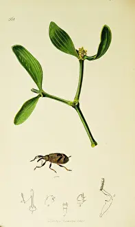 Pear: Curtis British Entomology Plate 562