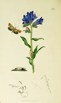 Starry: Curtis British Entomology Plate 563