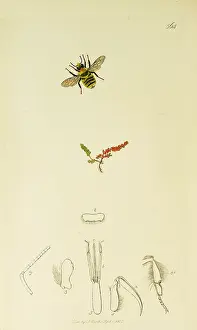 Mainland: Curtis British Entomology Plate 564