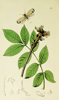 Hemiptera: Curtis British Entomology Plate 565