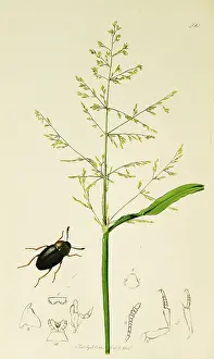 Coleoptera: Curtis British Entomology Plate 566