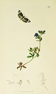 Fingered: Curtis British Entomology Plate 567