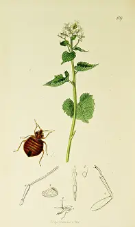 Hemiptera: Curtis British Entomology Plate 569