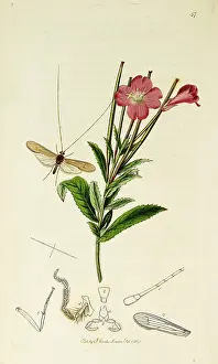 Flowered: Curtis British Entomology Plate 57