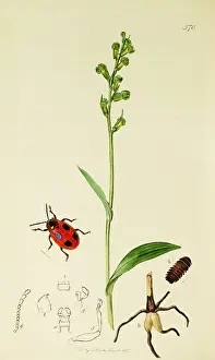 Scarlet: Curtis British Entomology Plate 570