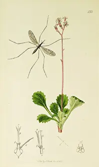 Diptera: Curtis British Entomology Plate 573