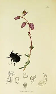 Coleoptera: Curtis British Entomology Plate 574