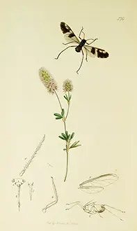Hemiptera: Curtis British Entomology Plate 576