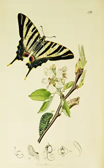 Pyrus: Curtis British Entomology Plate 578
