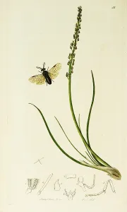 Maritimum: Curtis British Entomology Plate 58