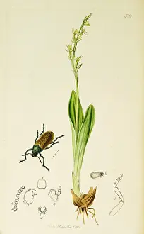 Coleoptera: Curtis British Entomology Plate 582
