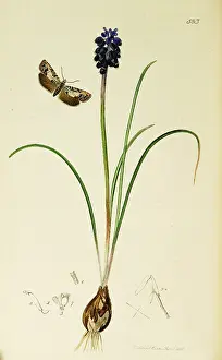 Marbled: Curtis British Entomology Plate 583