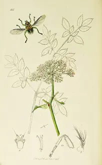 Sylvestris: Curtis British Entomology Plate 585
