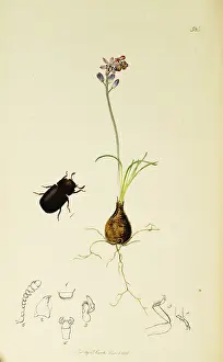 Agricola: Curtis British Entomology Plate 586