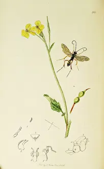 Radish: Curtis British Entomology Plate 588
