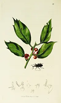Aquifolium: Curtis British Entomology Plate 59