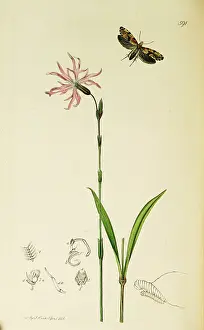 Ragged: Curtis British Entomology Plate 591