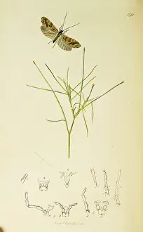 Trichoptera: Curtis British Entomology Plate 592