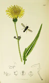 Thistle: Curtis British Entomology Plate 593
