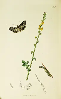 Marbled: Curtis British Entomology Plate 595